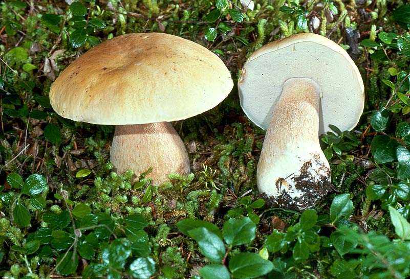 Boletus edulis